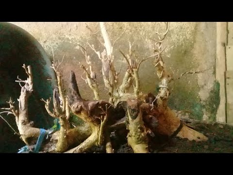 Ada Bahan Serut Grouping di Belakang rumah!