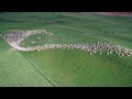 Mesmerising Mass Sheep Herding