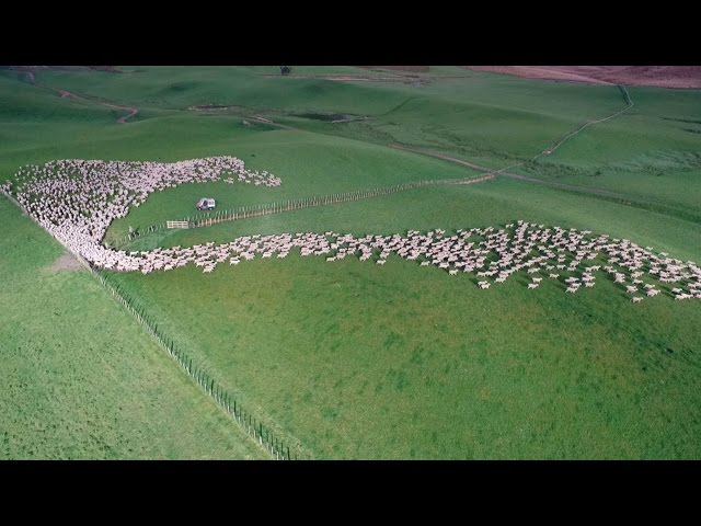 Bird’s Eye View Of Sheep Herding Is Mesmerizing - Video