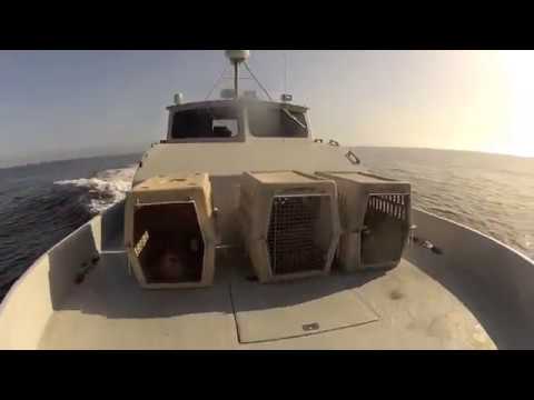 Harbor Seal Release