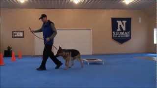 Nico (German Shepherd) Dog Training Boot Camp Video