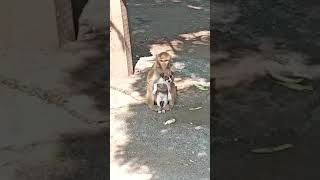 “ Cute monkey & Funny dog ”