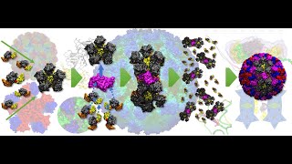 Norovirus Capsid Embly Hypothesis