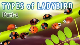 Types Of Ladybird Popular Coccinellidae Species, Including Harmonia Axyridis, Asian Lady Beetle -1