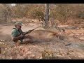 safari