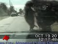 Ape Escape! Loose Chimp Smashes Up Mo. Cop Car