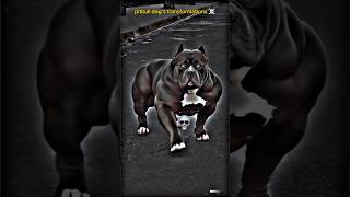 Dogs Transformations