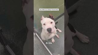 Read More About Birdie And Charlies Stories In The Comments