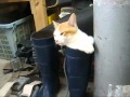 長靴を履いた猫
