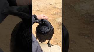 Ravens Are Actually Puppies Of The Sky