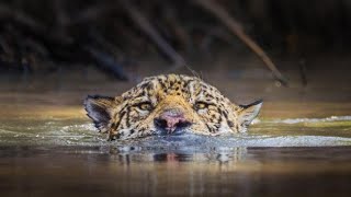 Jaguar Na Maajabu Yake Anakamata Mamba Kama Kitoto Cha .....