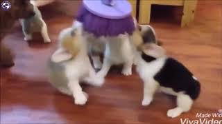 Funny Cat and Dogs Compilation - by Pet Friend