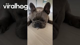 French Bulldog Reacts To Creepy Crawly || Viralhog