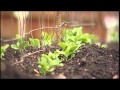 Vegetable Garden - Episode 3 - Veg. Gardening 101 Vegetable Garden - Episode 3 - Veg. Gardening 101