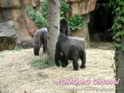 ＃12 Baby Gorilla @ Ueno Zoo ハオコのドラミング