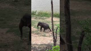 Elephant Scratches Booty Collab