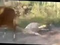 Epic Animal Fucking Fail images Epic Animal Fucking Fail