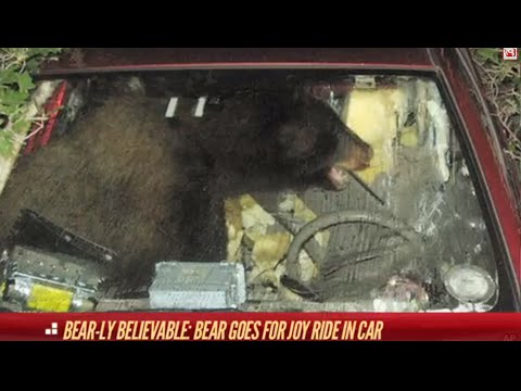 Elephant Seal Crushes Car Moose vs Helicopter | The Hotlist