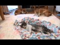ぬくぬくウトウトする柴犬たちと子猫　Shiba Inu and Kitten to doze ...