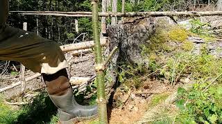 Natural-Target-Pruning Ala Alex Shigo Vs Close-Cut Pruning On Pine Sapling