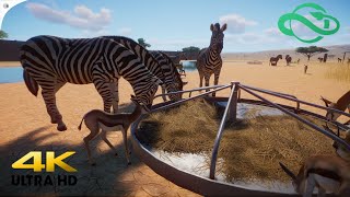 Plains Zebra Planet Zoo Gameplay 4K Hd 60Fps
