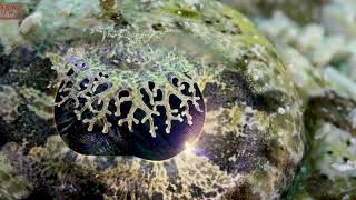 CROCODILE FISH