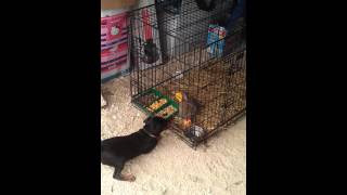 Jagd Terrier De Trois Mois