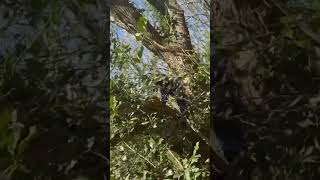 Climbing On Tree