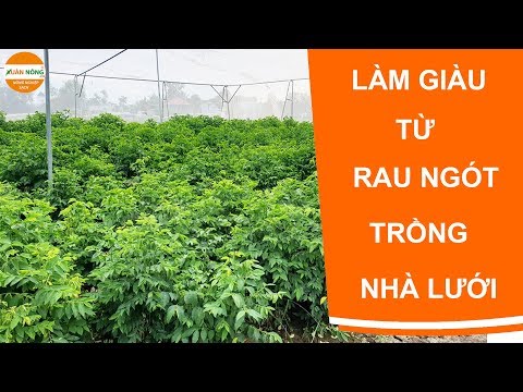 Nhà lưới | Rau ngót trồng nhà lưới xanh mướt bội thu - Long An
