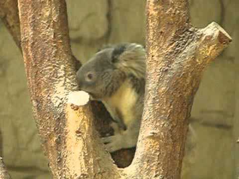 エサを食べるコアラ ＠東山動物園