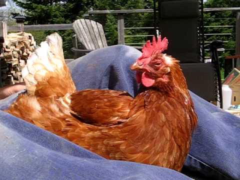 Red Shaver Chickens