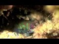 Mandarinfish, Lembeh Strait, Sulawesi, Indonesien
