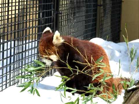 笹を食べるノノ☆旭山動物園レッサーパンダ