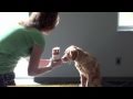 FinetunedCanines