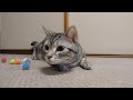 アメショのコテツ ピクピクする猫 ◆ Cat that does amusing movement.
