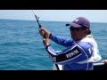 PARTE DE LA PESCA DEL GRAN SABALO EN CD. DEL CARMEN. PARTE DE LA PESCA DEL GRAN SABALO EN CD. DEL CARMEN.
