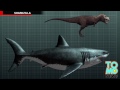 Un géant requin blanc a été mangé par un monstre des mers aussi connu comme le megalodon﻿