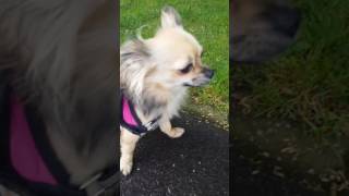 Mit meinem hunden gassi gehen ???????