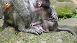 No No No! Let Me Go Back To My Mom - Polly Baby Calling Her Mom