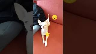 Chihuahua Tomando Banho.