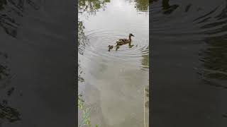 Duck Swimming With Babies🦆😍♥️😊