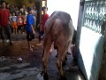 Potong Nya Sapi Mushola Sapi 5 images Potong Nya Sapi Mushola Sapi 5