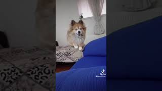 Dog Jumping In Epic Slow Motion