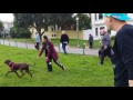 Man assaults dog in Duboce Park