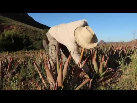 Toutes les vidéos
