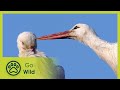 Storks - A Village Rooftop Saga - Go Wild