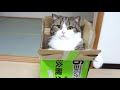 cute cat