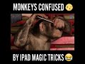 Monkey Confused by Ipad Magic Tricks