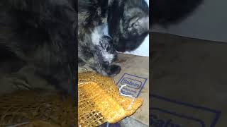 Nenen Dulu Ah