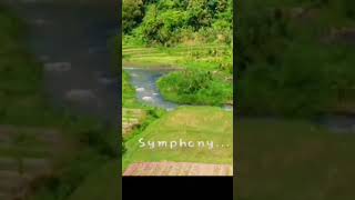 Sungai Saba Di Apit Sawah Bikin Hati Sejuk Nyaman Dan Tentram